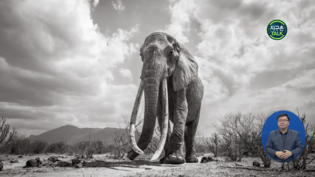 [지구촌 Talk] ‘여왕 코끼리’의 마지막 순간