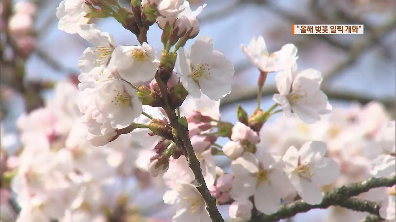 “올해 벚꽃 일찍 개화”…수원·인천 4월 7일 예측