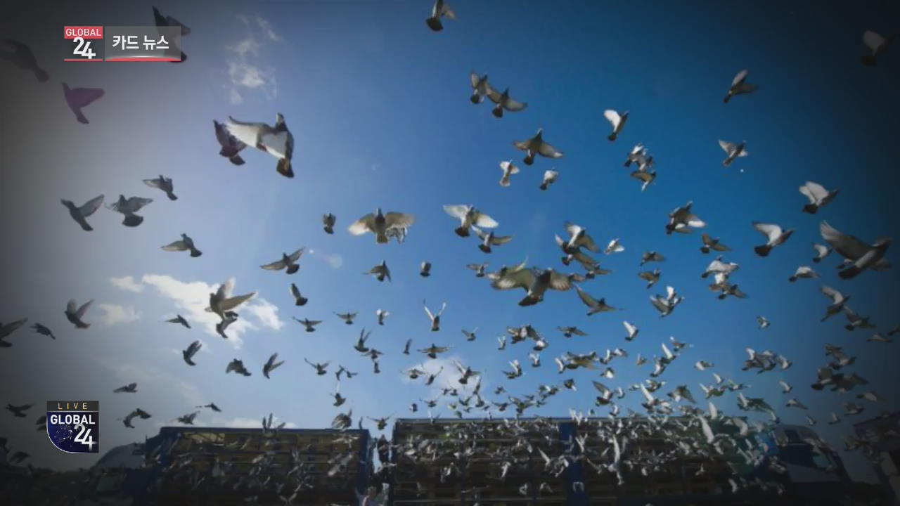 [글로벌24 카드뉴스] 비둘기 한 마리가 ‘16억 원’