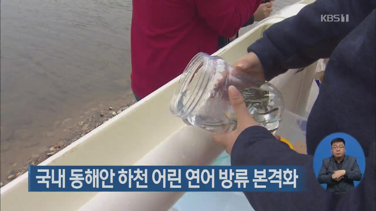 국내 동해안 하천 어린 연어 방류 본격화