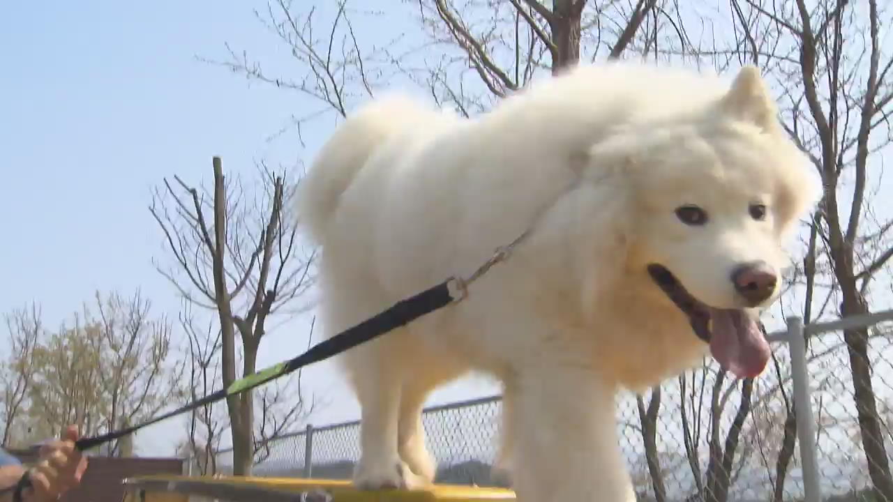 반려동물 시장을 잡아라!…지자체 도전장