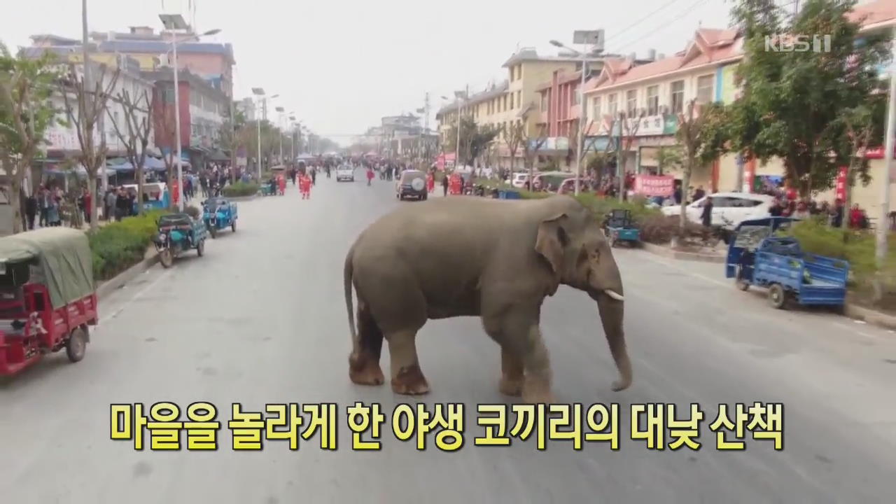 [디지털 광장] 마을을 놀라게 한 야생 코끼리의 대낮 산책
