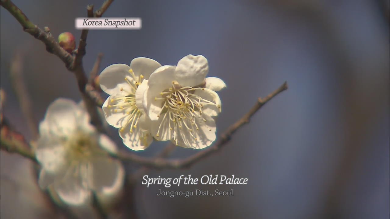 [Korea snapshot] Spring of the Old Palace