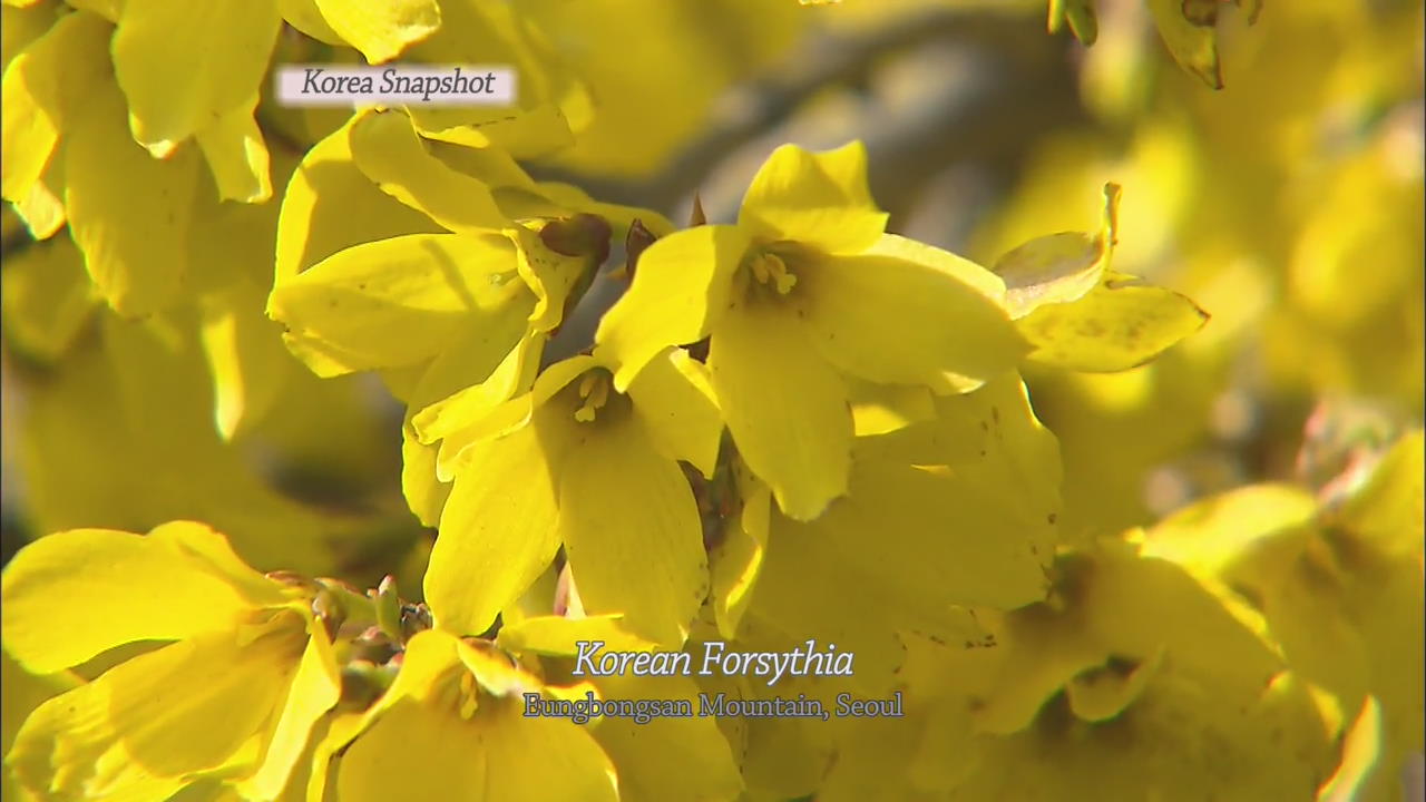 [Korea snapshot] Korean Forsythia