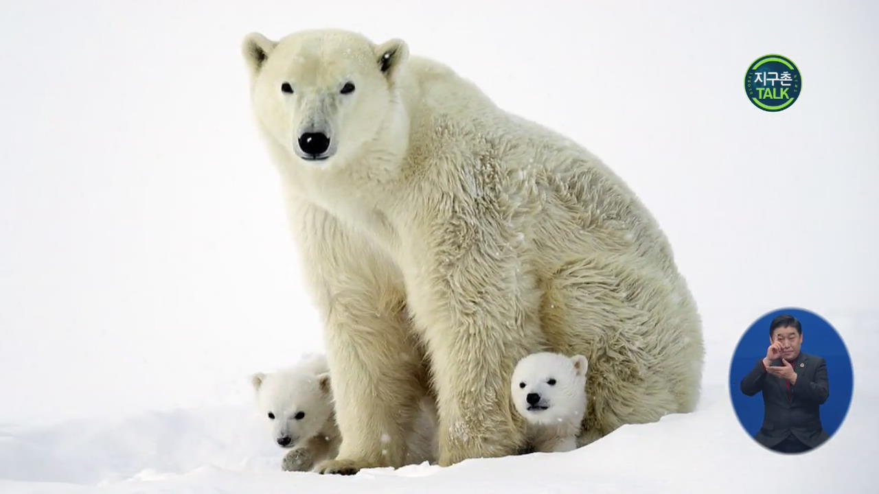 [지구촌 Talk] 새끼 북극곰들 ‘엄마랑 첫 외출해요’