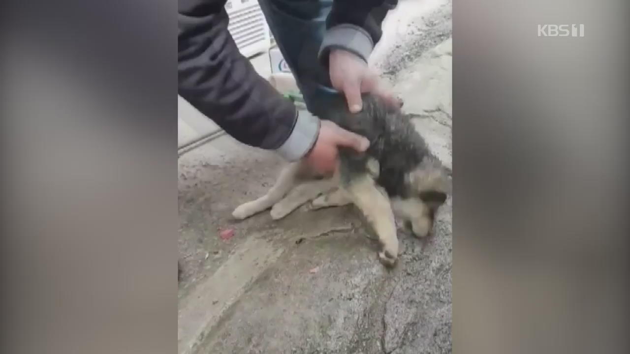 터키서 기절한 강아지 생명 구한 행인 화제