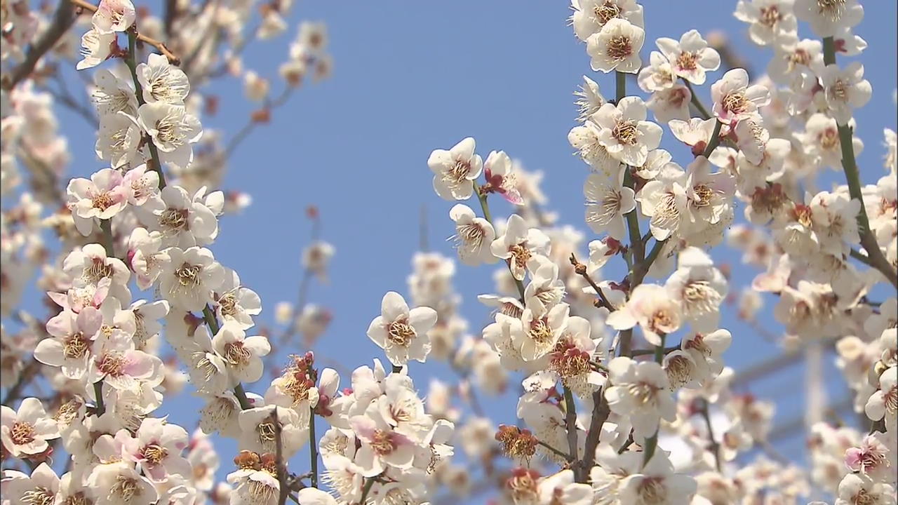 [Korea snapshot] Plum Blossom
