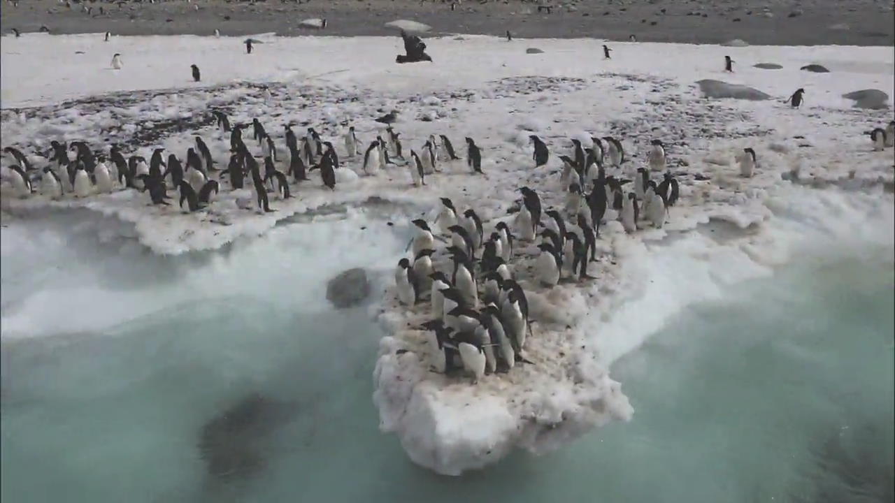 [Korea snapshot] Adelie Penguin