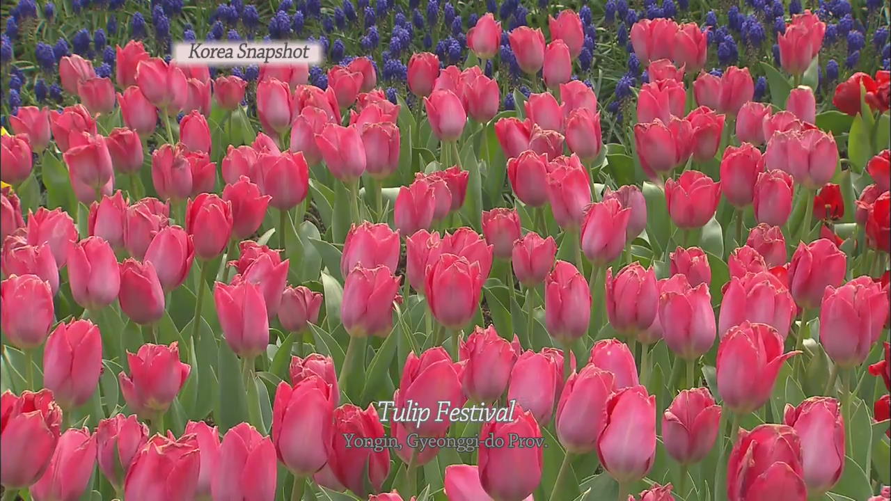 [Korea snapshot] Tulip Festival