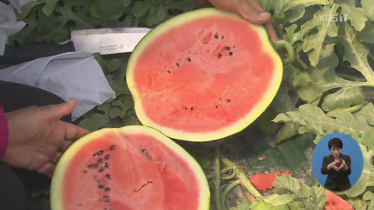 때 이른 여름과일?…수박·참외 ‘달고 더 싸요!’