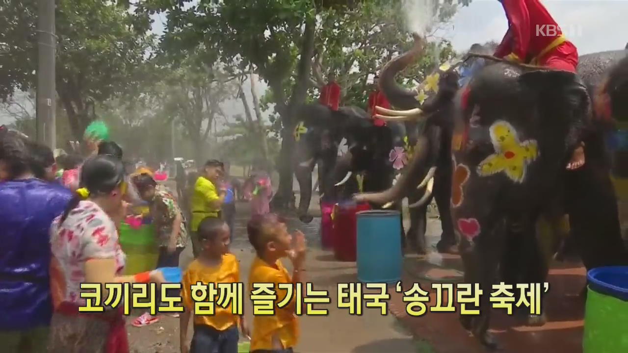[디지털 광장] 코끼리도 함께 즐기는 태국 ‘송끄란 축제’
