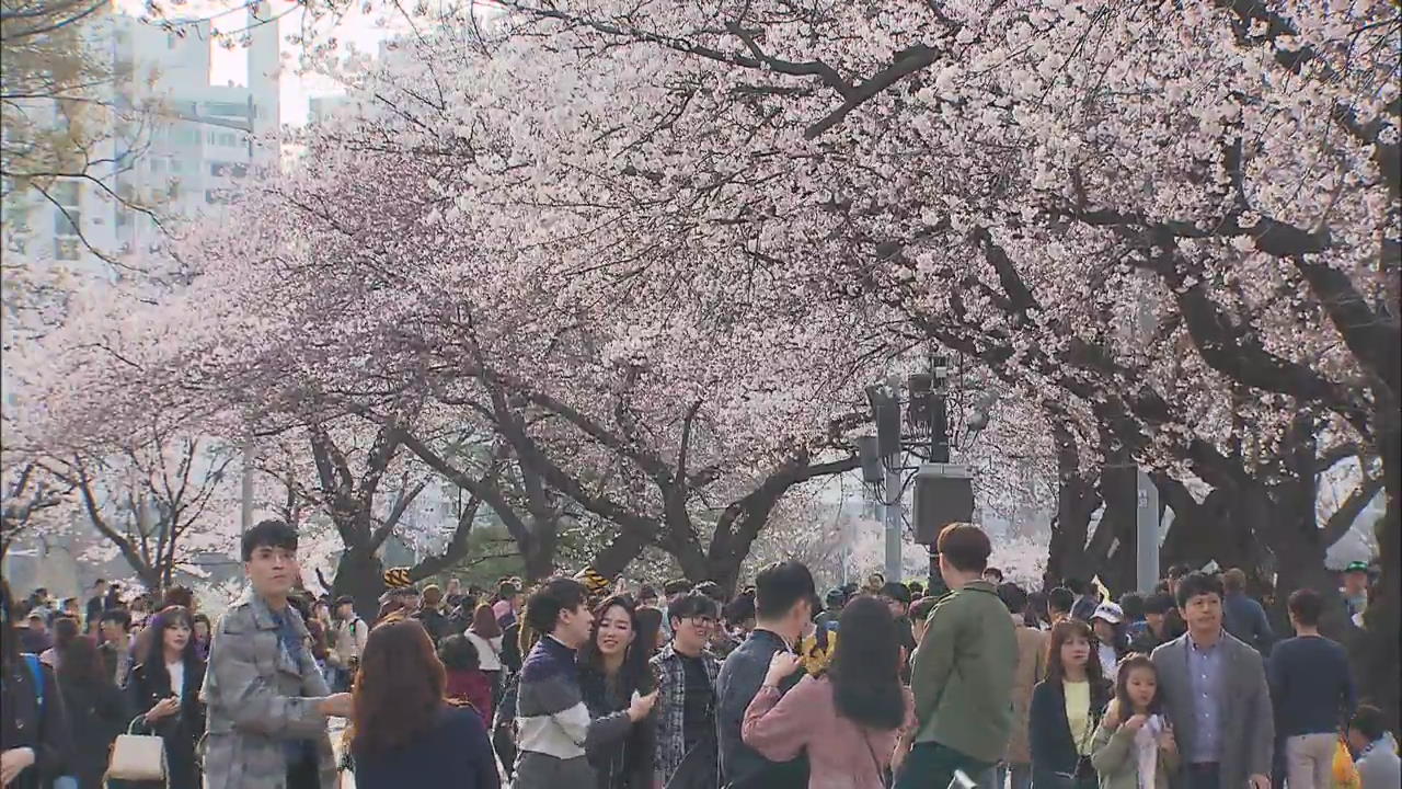 [Korea snapshot] Cherry Blossom Festival