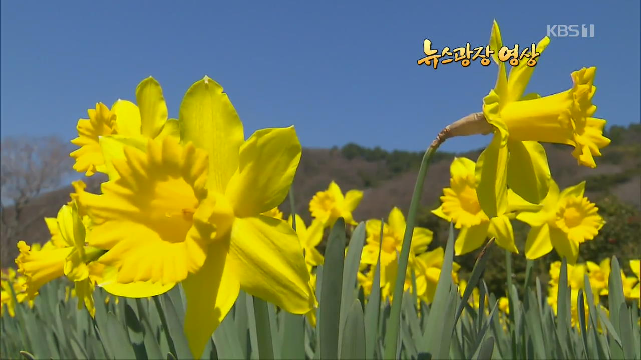 [뉴스광장 영상] 수선화 가득한 봄날