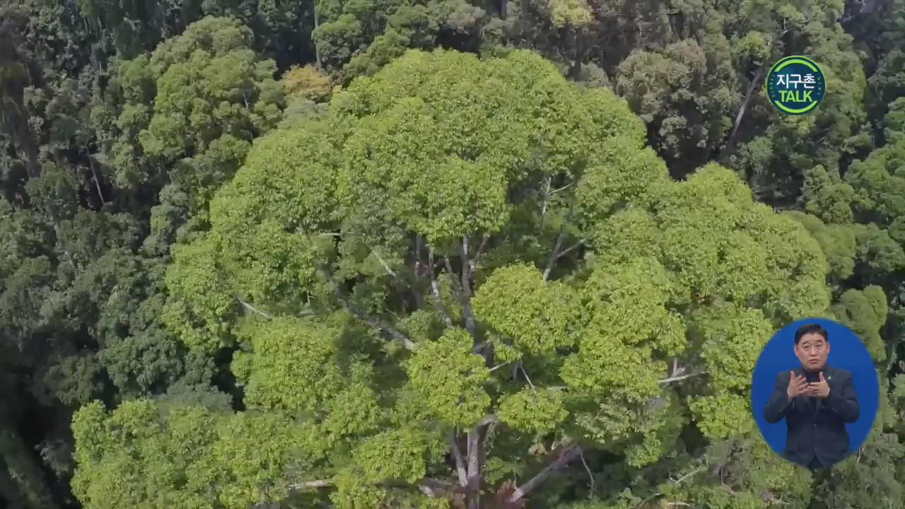 [지구촌 Talk] ‘100.8m’ 세계에서 가장 키 큰 열대나무 발견