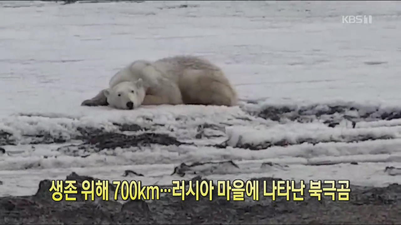 [디지털 광장] 생존 위해 700km…러시아 마을에 나타난 북극곰