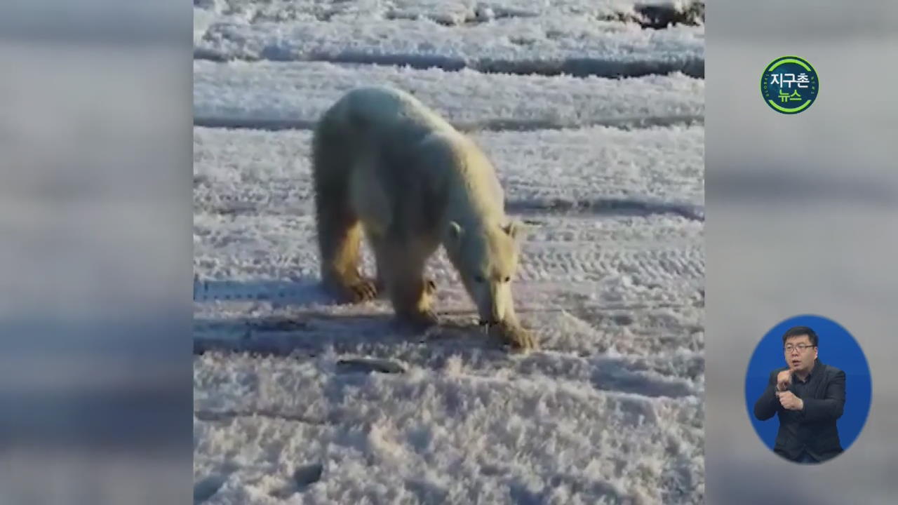 러시아 마을에 북극곰이…생존 위해 700km 이동