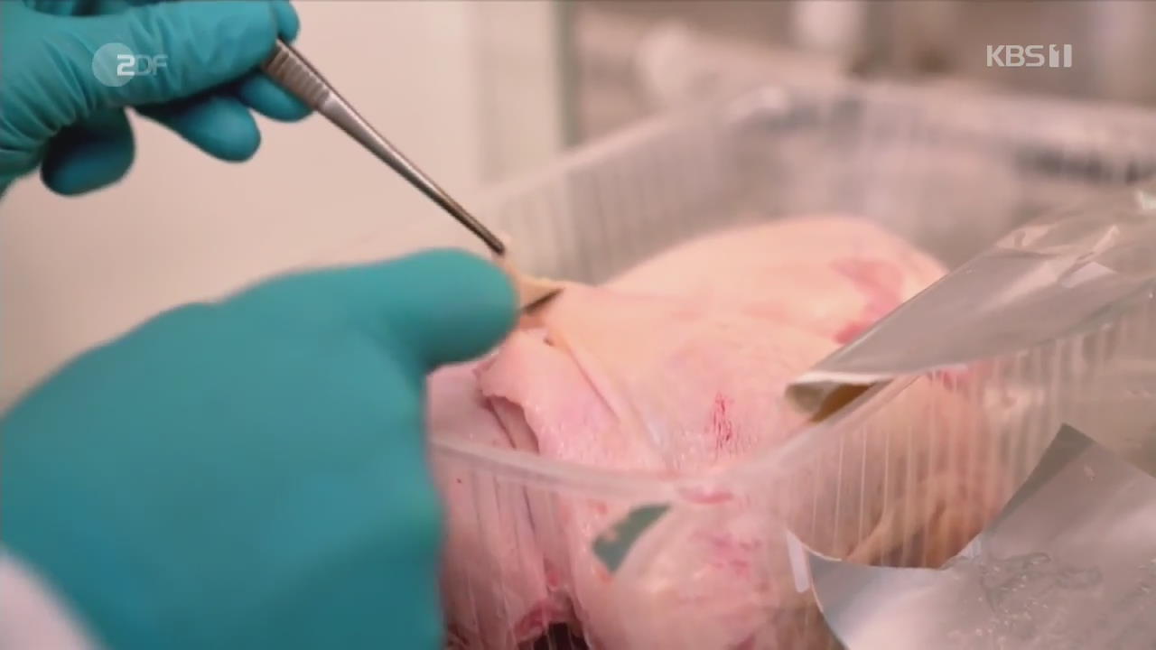 독일 대형마트 닭고기, 항생제 내성균 대거 검출