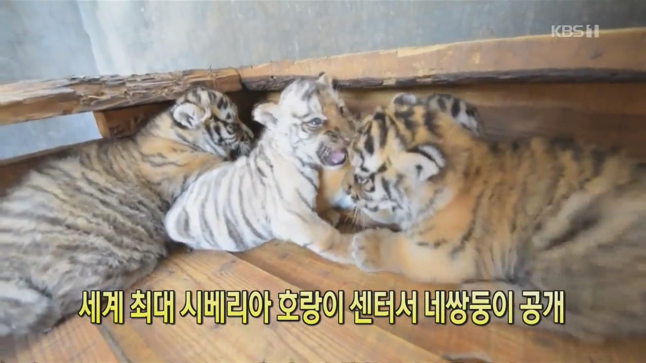 [디지털 광장] 세계 최대 시베리아 호랑이 센터서 네쌍둥이 공개