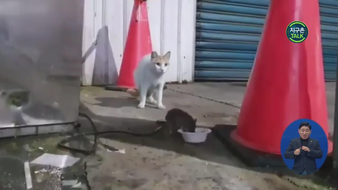 [지구촌 Talk] ‘먹이사슬 역전?’ 고양이 밥그릇 뺏는 쥐