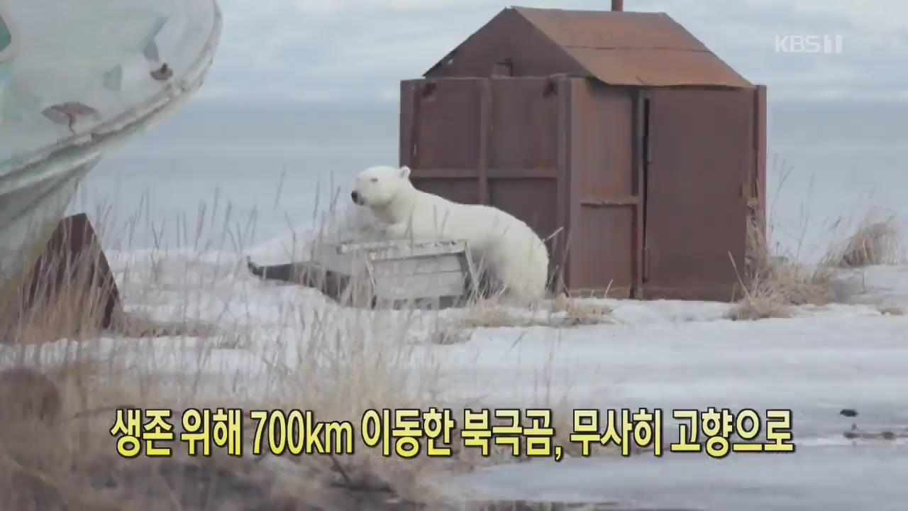 [디지털 광장] 생존 위해 700km 이동한 북극곰, 무사히 고향으로