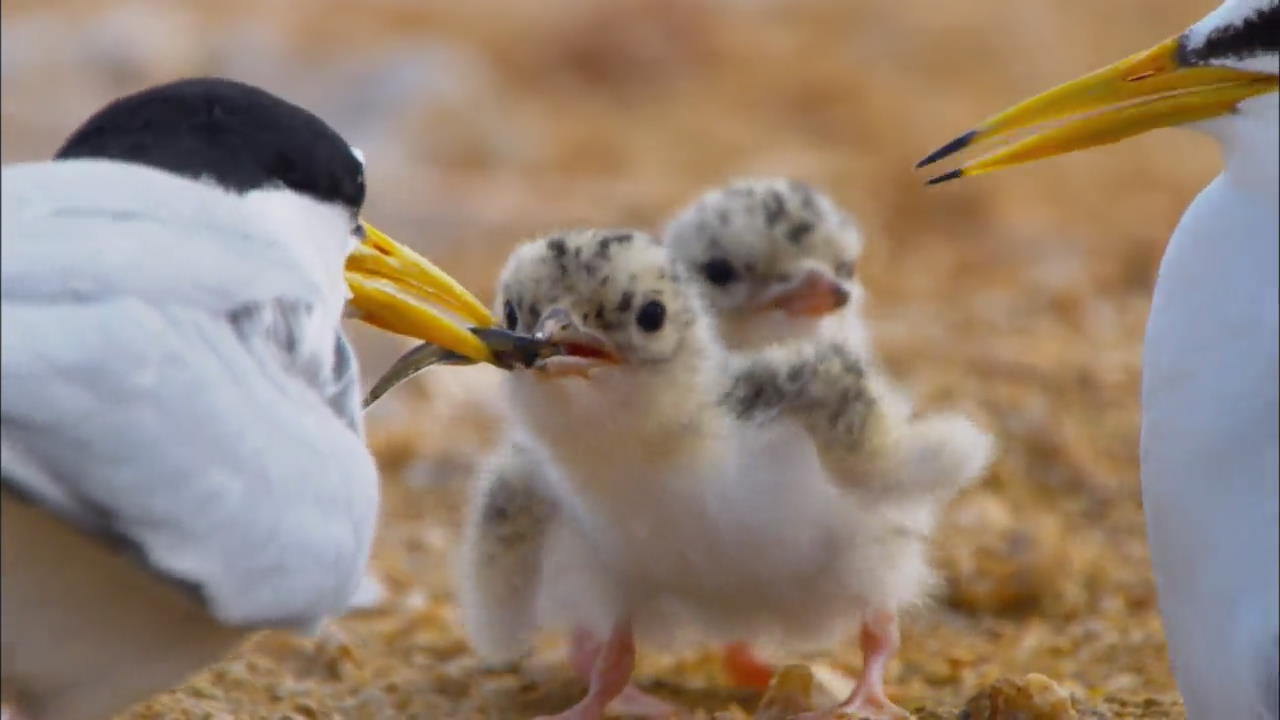SPOTTING OF SEABIRDS