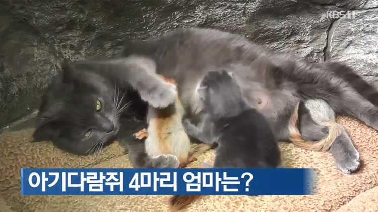 [지금 세계는] 아기다람쥐 4마리 엄마는?