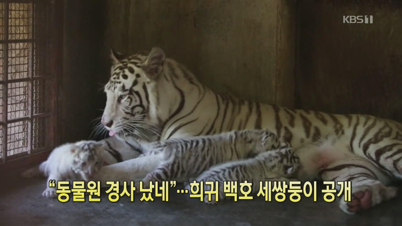 [디지털 광장] “동물원 경사 났네”…희귀 백호 세쌍둥이 공개