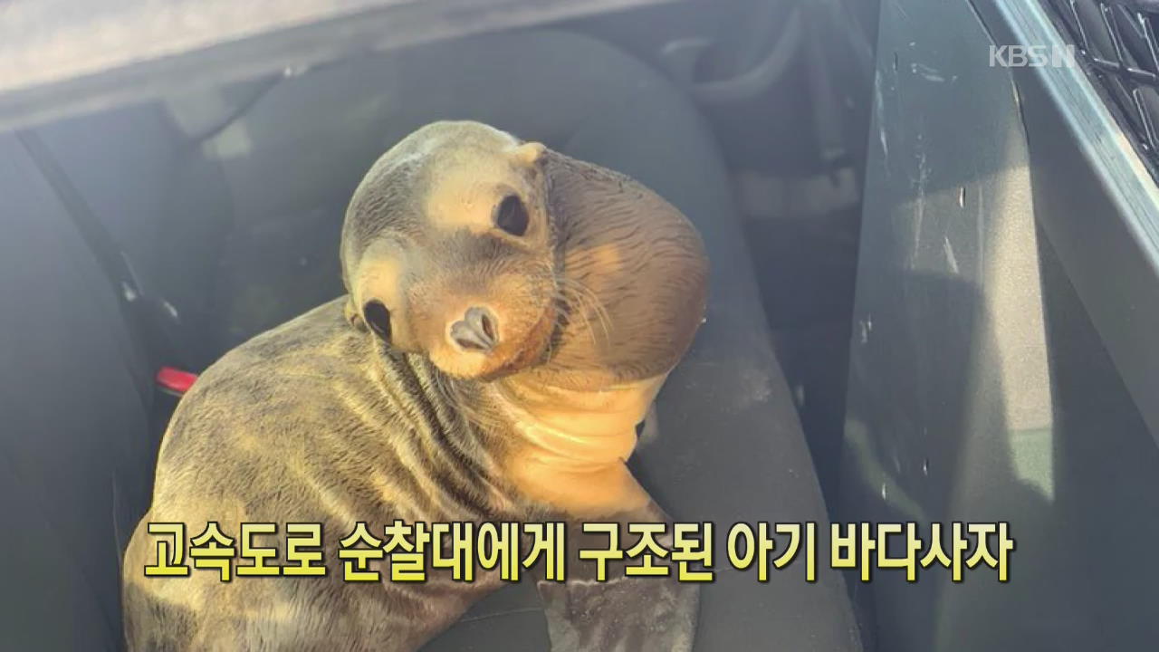 [디지털 광장] 고속도로 순찰대에게 구조된 아기 바다사자