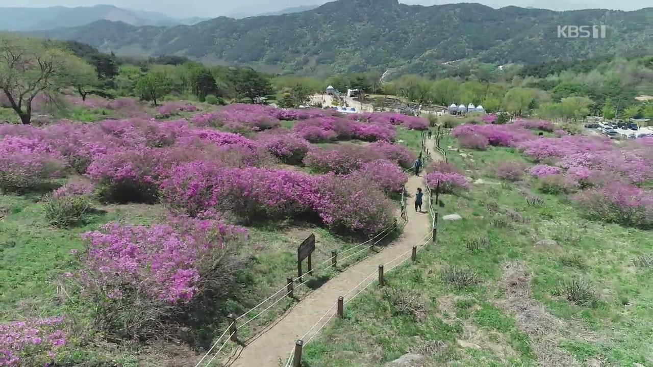 분홍빛 장관…국내 최대 경남 황매산 철쭉제