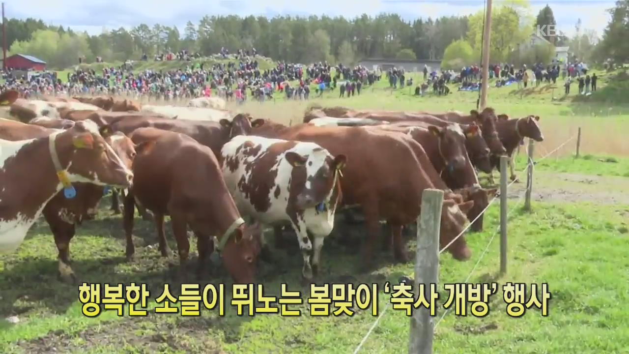 [디지털 광장] 행복한 소들이 뛰노는 봄맞이 ‘축사 개방’ 행사