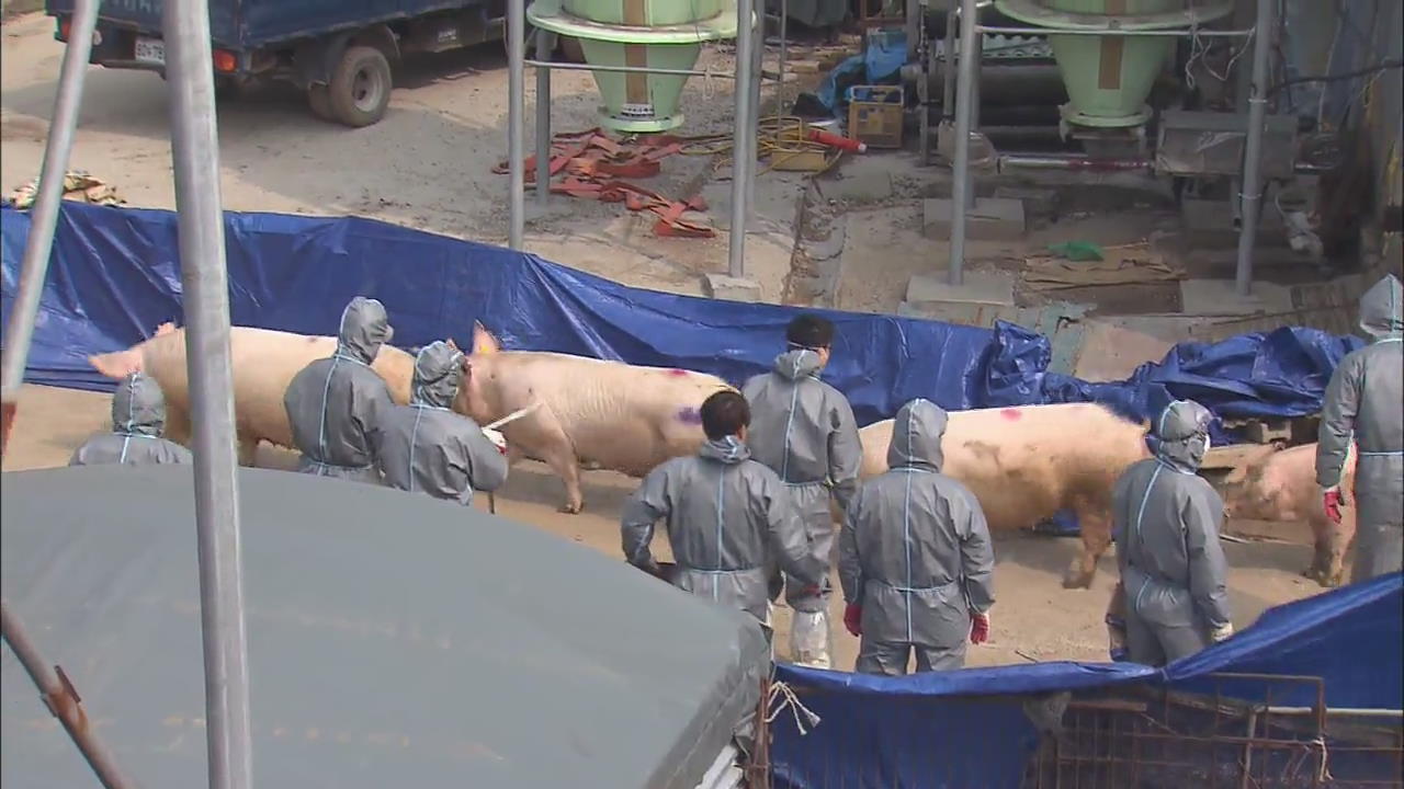 AFRICAN SWINE FEVER