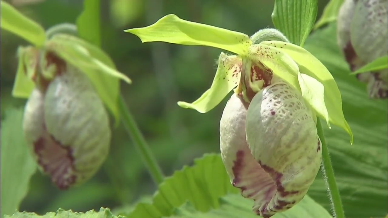 KOREAN FLOWER