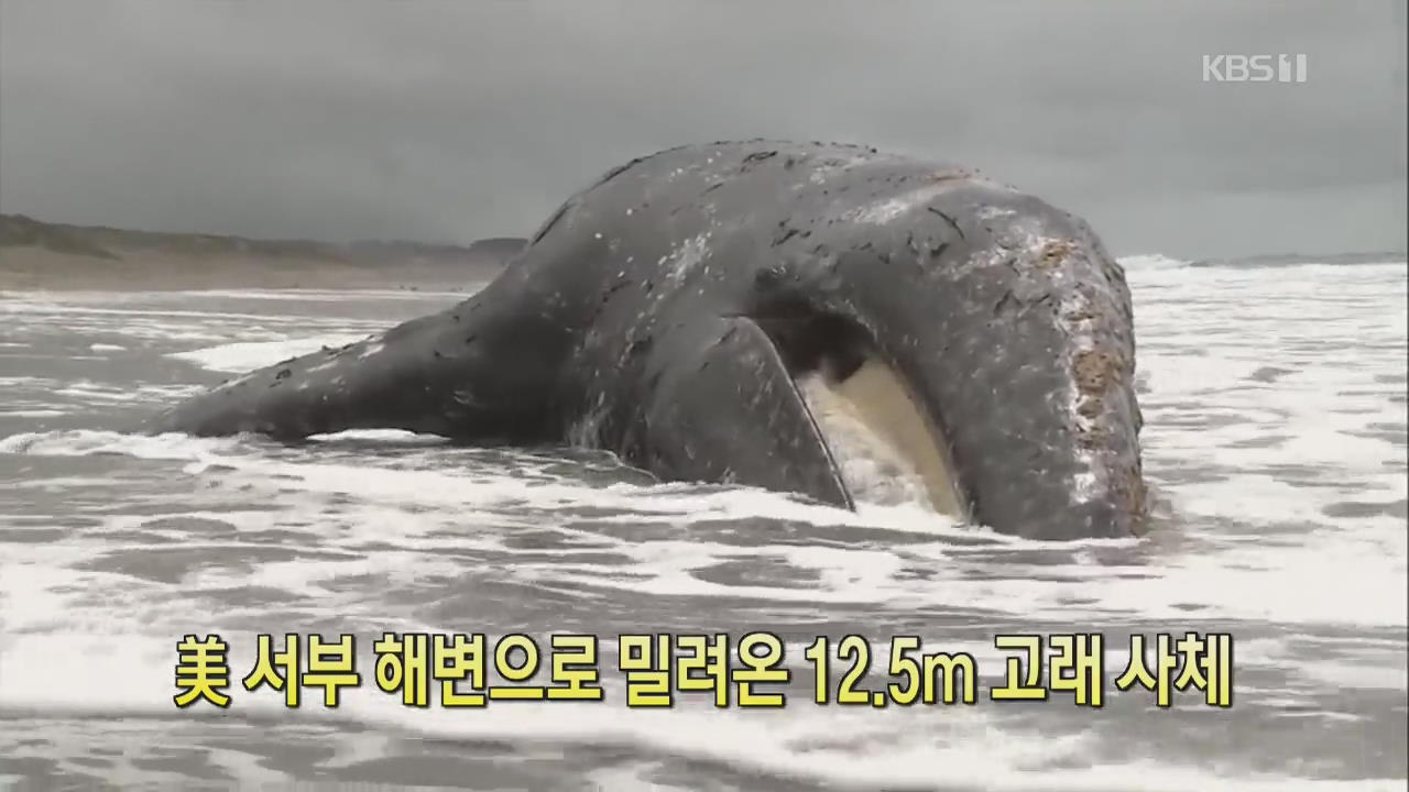 [디지털 광장] 美 서부 해변으로 밀려온 12.5m 고래 사체