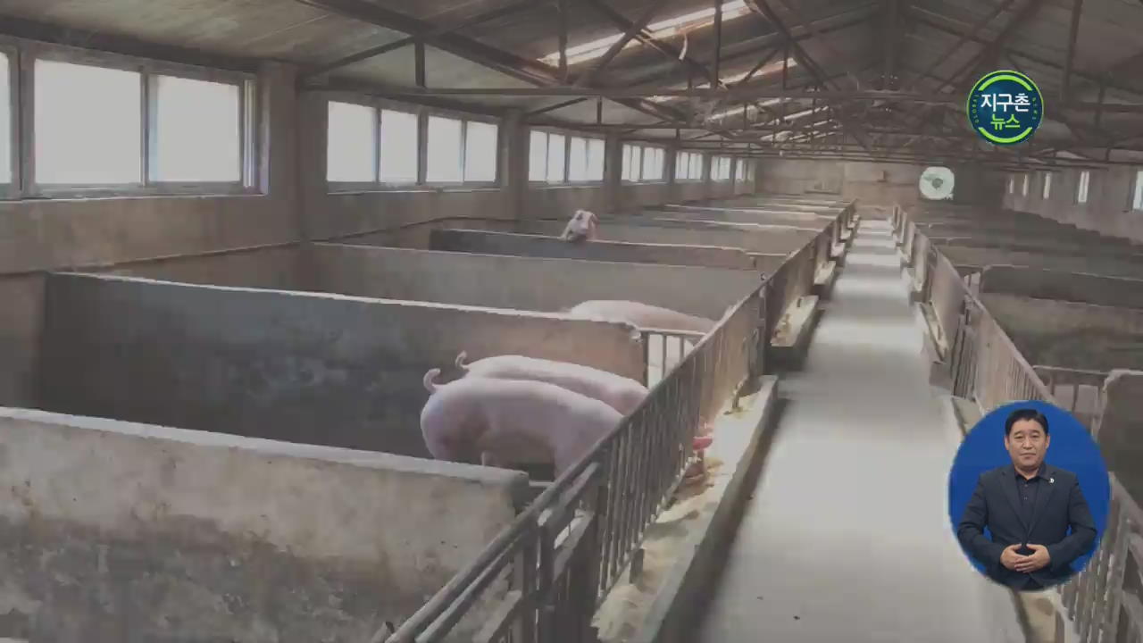 홍콩 아프리카돼지열병…6,000마리 살처분