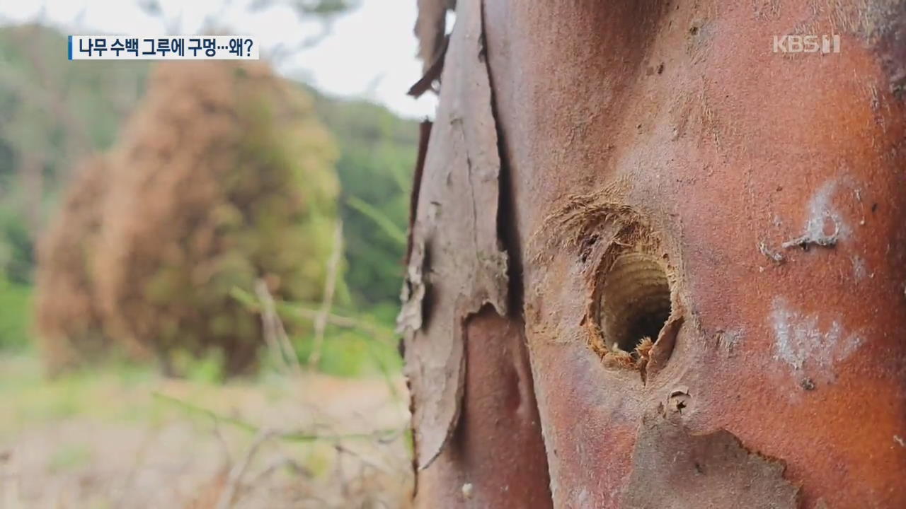 충남 농촌마을 나무 수백 그루에 ‘구멍’…범인은 누구?
