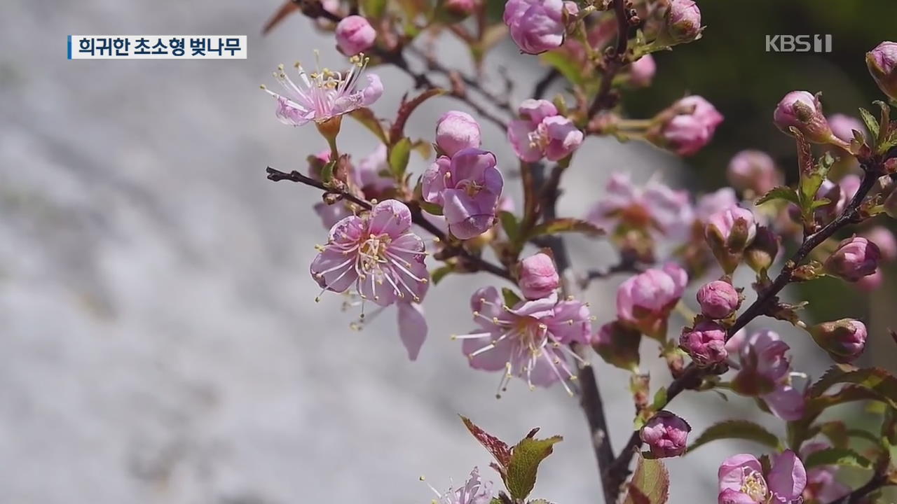 국제 미기록종 ‘미니벚나무’ 자생지 제주서 발견