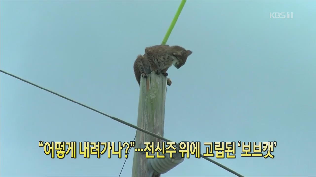 [디지털 광장] “어떻게 내려가나?”…전신주 위에 고립된 ‘보브캣’