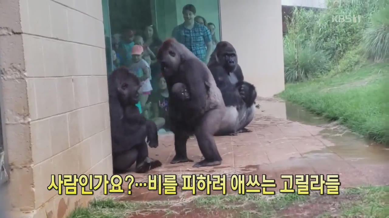 [디지털 광장] 사람인가요?…비를 피하려 애쓰는 고릴라들
