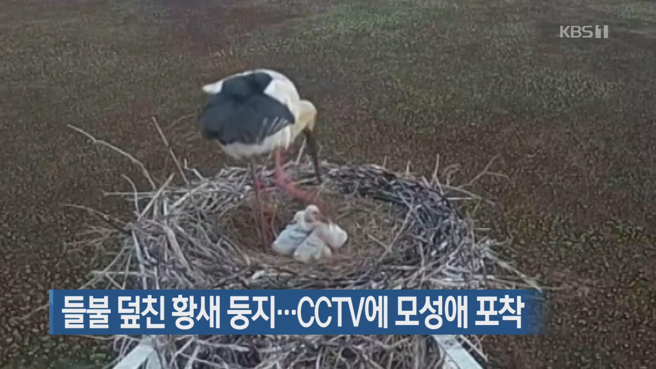 [지금 세계는] 들불 덮친 황새 둥지…CCTV에 모성애 포착
