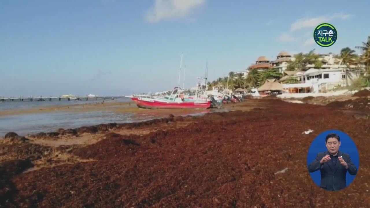 [지구촌 Talk] 멕시코 해안 해조류 피해…“관광업 피해 우려”