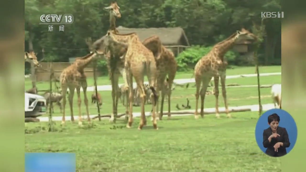 중국 동물원 아기 기린들 관람객에게 첫선