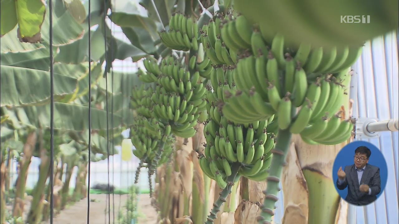 ‘친환경 먹거리’ 국산 바나나, 고소득 작물로 ‘주목’