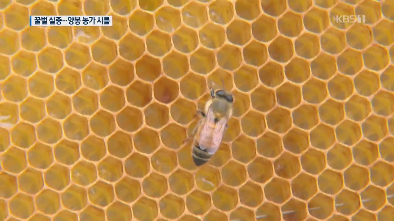 꿀벌 실종…양봉 농가 울상