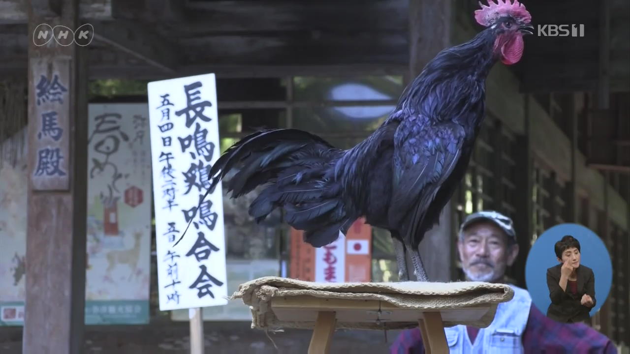 일본, 닭 울음소리 대회…우승하려면?