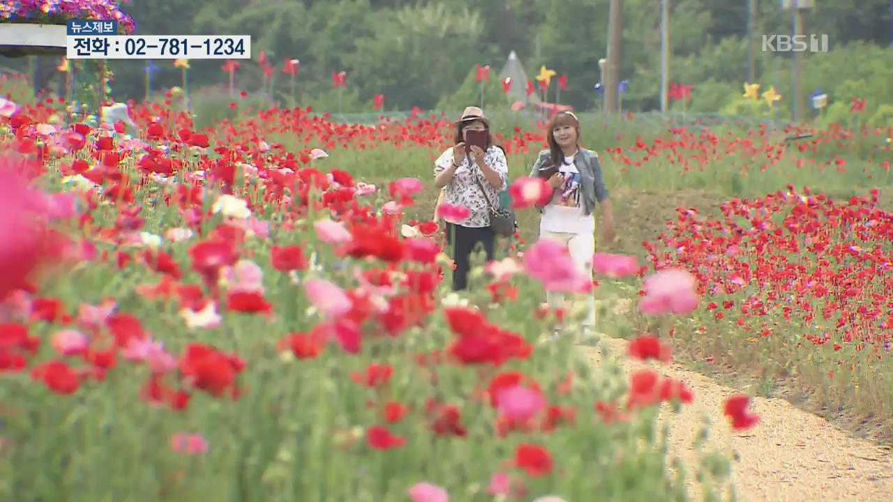 붉게 물든 하동 북천 들녘…‘꽃양귀비 축제’ 개막