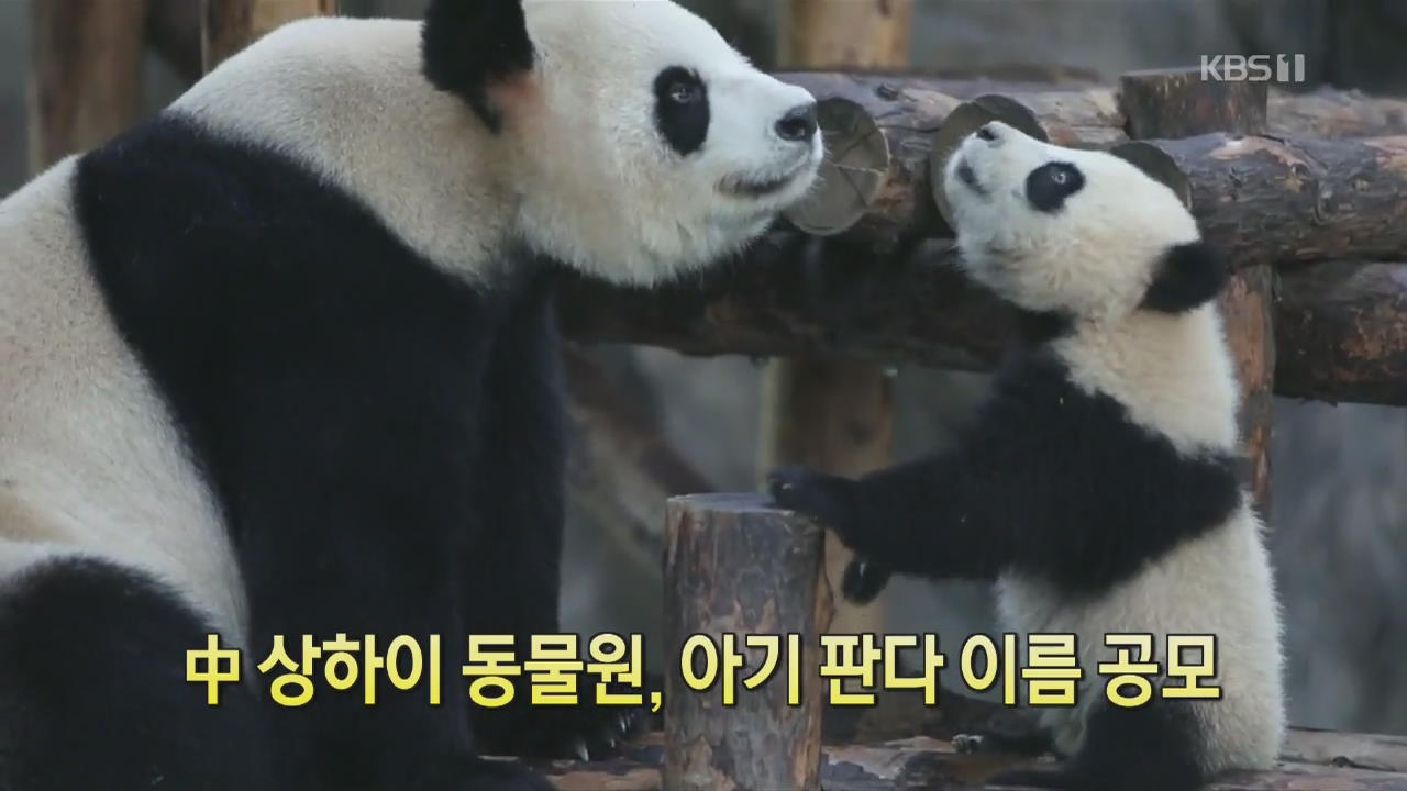 [디지털 광장] 中 상하이 동물원, 아기 판다 이름 공모