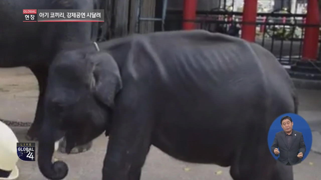 [글로벌24 현장] 강제 공연 시달린 아기 코끼리의 죽음