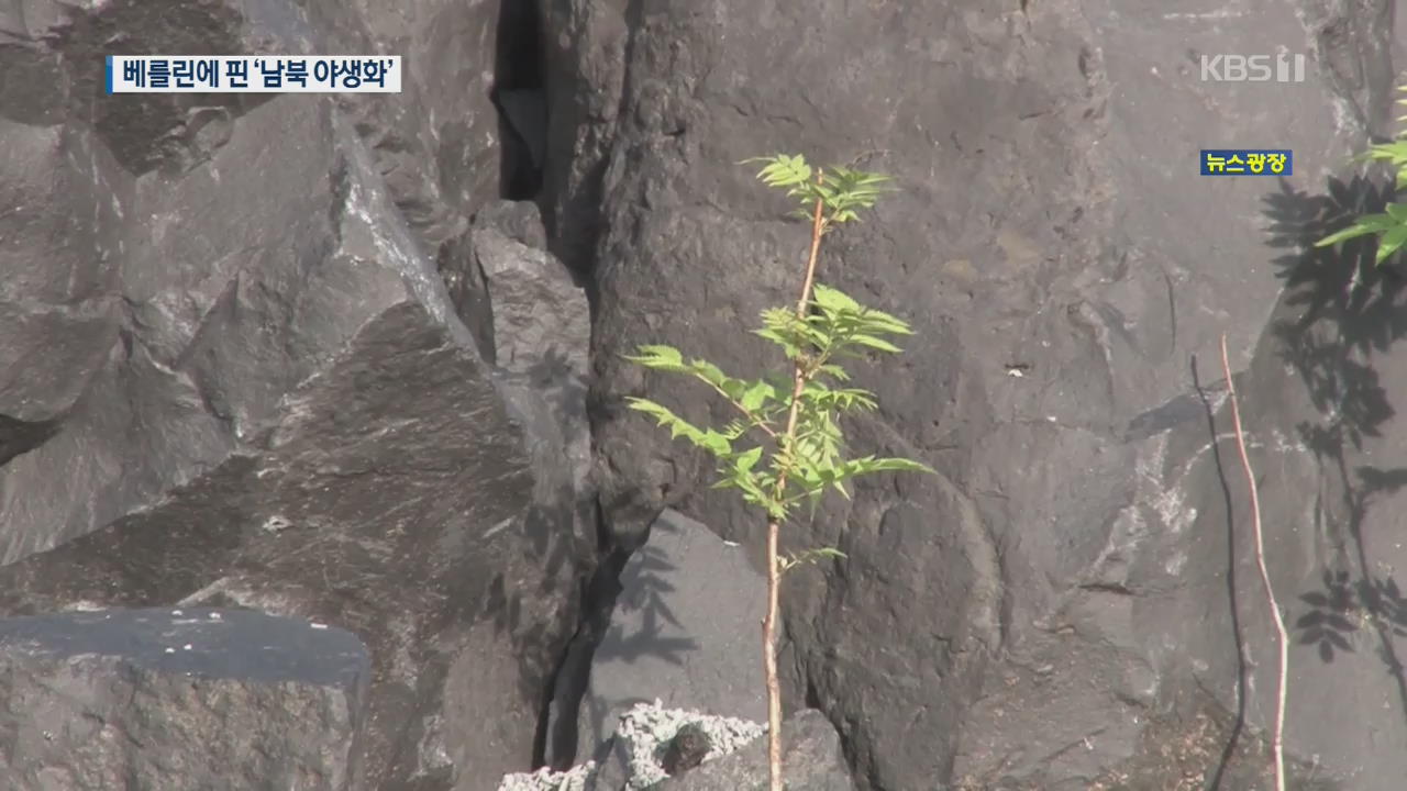남북의 꽃, 베를린 예술정원에서 함께 피어나다