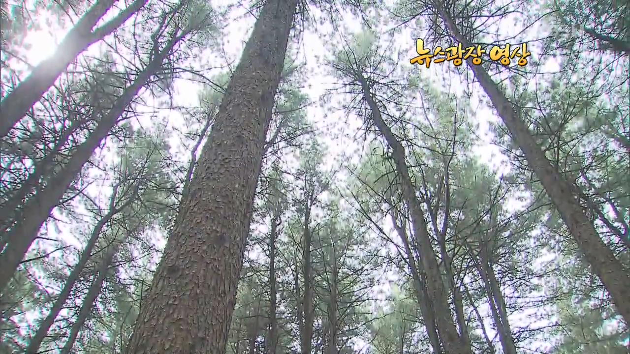 [뉴스광장 영상] 잣 향기 푸른 숲