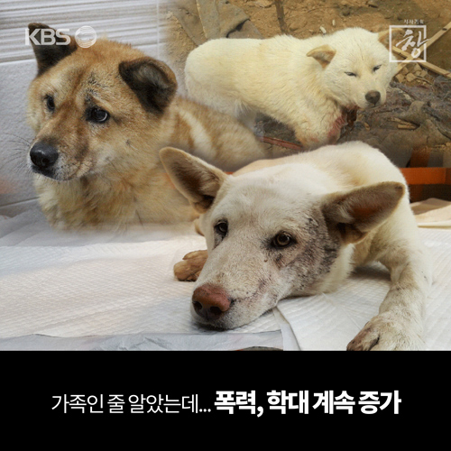 [카드뉴스] ‘시사기획 창’ 동물학대와 인간